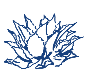 oval, wavy margins, green to whitish